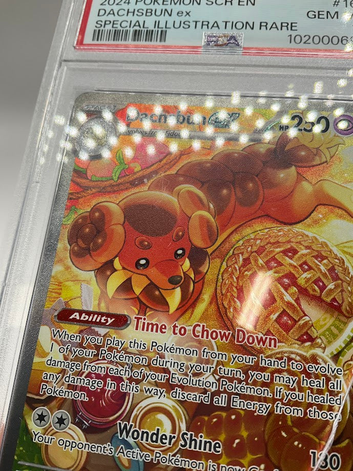 Dachsbun ex Pokemon Stellar Crown Special Illustration Rare #169 PSA 10 *See Photos*